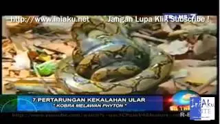 7 Pertarungan Kekalahan Ular On The Spot terbaru Trans 7