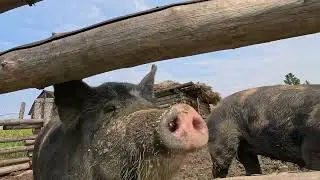 Pig Noses - GoPro 12 HDR.