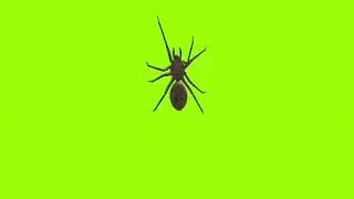 Comer inside spider green screen। green screen। green screen। ostad animation