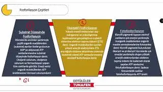 TUNAFEN Biyoloji - Canlılarda Enerji Dönüşümleri ( ATP ve Fotosentez )