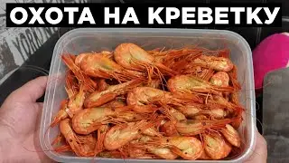 Охота на креветку, чилим