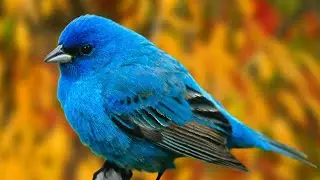 Speed Art Of A Beautiful Bird