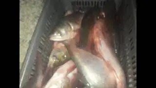 Рыбалка на поплавок 2024.02.22|Float fishing_strong fish_मजबूत मछली 2021 钓鱼，别忘了订阅(4)