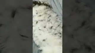 Кошак пытается подняться #memes #music