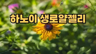하노이 천연 생로얄젤리 소개 동영상