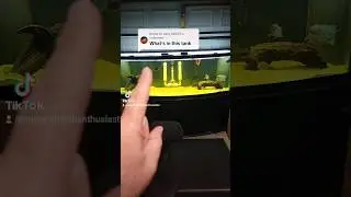 Flowerhorn cichlid tank mates 