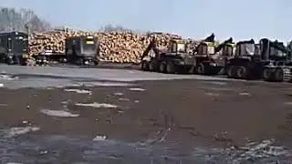 Конец российским лесам