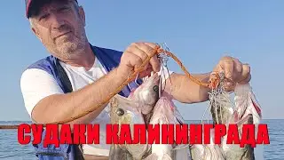 калининградские судаки