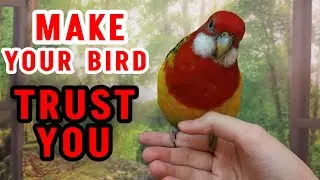 How To Make Your Bird Trust You?