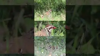 A perdiz roja uma das aves que mas os causadores gosta.   