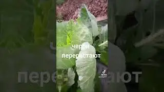 огород моё хозяйство томаты