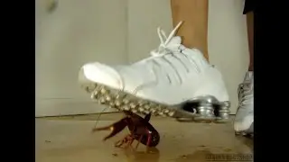 N31 Bug Crush Teaser - White Sneakers and Crawfish