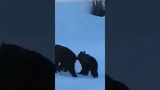 Бабушка и медведи😂😂😂