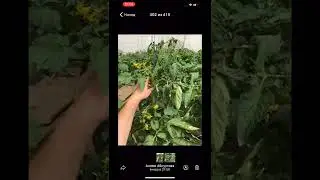 Две важных подкормки для полевого томата