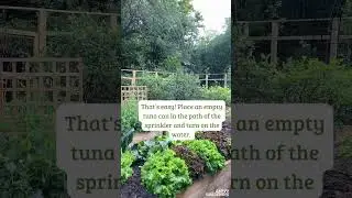 Summer Vegetable Garden Watering Tip #shorts #gardeningtips #wateringplants