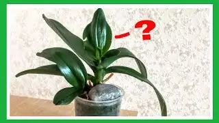 Фаленопсис Фантом из моей коллекции удивляет.Что это за чуднЫе новые листья растут ?😁//#phalaenopsis