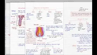 Top 5 Note-Taking Apps on the iPad Pro | Paperless Student
