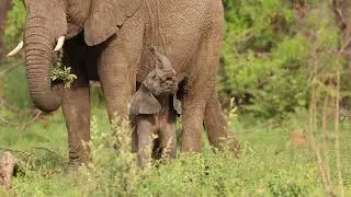 Baby Elephant