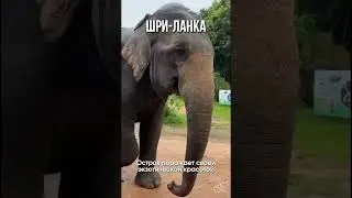 Ранее бронирование туров на Шри-Ланку
