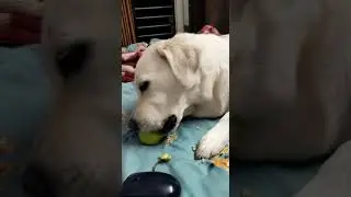 Odin