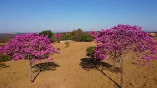 Ipês no cerrado de Caldas Novas Goiás