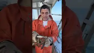 What age do lobsters first get eggs? 🦞