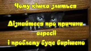 Why the cat is angry: learn about the reasons for aggression - and the problem will be solved