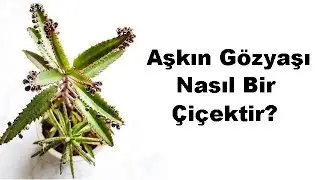 Aşkın Gözyaşı Nasıl Bir Çiçektir?