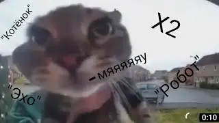 Кот мяукает в камеру, но по разному