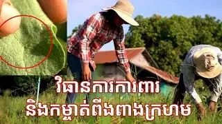 វិធីការពារ និងកម្ចាត់ពីងពាងក្រហម