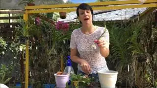 Como plantar sua orquídea Denphal