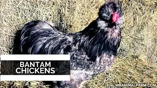 Bantam Chickens