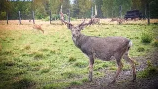 Оленья ферма в Висиме | Ураловед