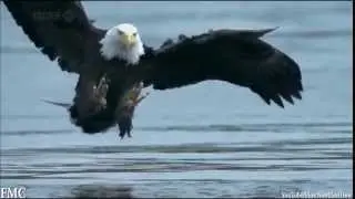 Awesome Animals 2015