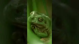 Proteger a las ranas es tarea de todos 🐸​🌍​