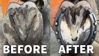 Farrier-Hoof Restoration-Satisfying