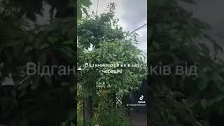 Шпаки і наші черешні!