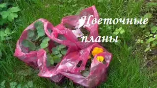 Цветочные планы