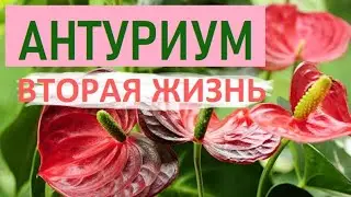 Спасаем Погибающий Антуриум 🌸 Купила На Распродаже