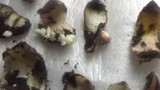 Размножение лилий чешуйками.