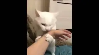 muda cat
