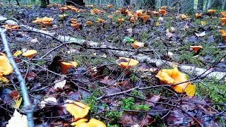 Поход в сосновый бор за грибами