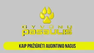 Gyvūnų pasaulis: kaip prižiūrėti augintinio nagus