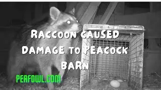 Raccoons Caused Damage To Peacock Barn, Peacock Minute, peafowl.com