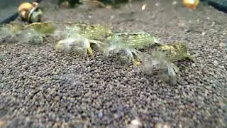 Look at those shrimp! They're standing so funny!