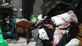 Дресированный кот или собакот