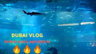 Sharks 🦈 & Fishes | Dubai Mall Aquarium | Dubai Tour Vlog | A Day In Dubai | Travel Prabhat