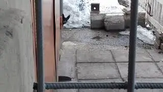 Чупакабра выглядывает из за угла