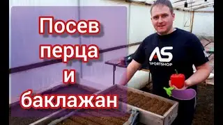 Посев семян перца и баклажан