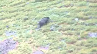 Охота на кабана (wild boar)